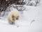 Little Bear plays with a branch in the tundra. Canada.