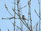 Little beautiful bird on branch, Lithuania