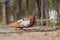 Little beautiful bird pigeon. The pigeon teeth grains on the road