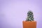 Little beautiful cactus purple background