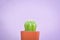 Little beautiful cactus purple background