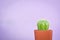 Little beautiful cactus purple background