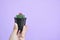 Little beautiful cactus purple background