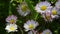 Little beautiful daisies Chamomiles. summer under the sun. Medicinal plant.