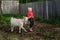A little beautiful girl in a barnyard walks with a horse,