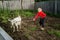 A little beautiful girl in a barnyard walks with a horse,