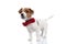 little beautiful jack russell terrier dog looking up at something