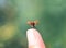 Little beautiful ladybug flies up from a man`s finger spreading