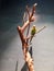 Little beautiful Lonely Parrot on the branch