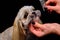 Little beauty shih-tzu dog at the groomer`s hand