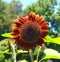Little Becka Sunflower