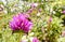 Little Bee on bright Pink spiky petal Flower in a field of flowers