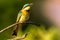 Little Bee Eater