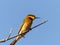 Little Bee-eater