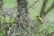 Little Bee-eater Bird on thorn bush in Africa.