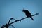 Little bee-eater carries dragonfly silhouetted against sky