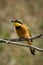 Little bee-eater carrying insect perches on branch