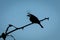 Little bee-eater eats dragonfly silhouetted against sky