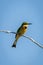 Little bee-eater facing right on sunlit branch