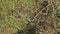 Little Bee Eater, merops pusillus, Adults standing on Branch, in flight, Taking off, Nairobi Park in Kenya,