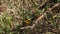Little Bee Eater, merops pusillus, Adults standing on Branch, Nairobi Park in Kenya,