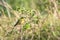 A little bee-eater, Merops pusillus, on a branch in the Masai Mara