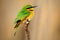 Little Bee-eater, Merops pusillus, detail of exotic green and yellow african bird with red eye in the nature habitat, Chobe Nation