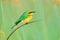 Little Bee-eater, Merops pusillus, detail of exotic green and yellow african bird with red eye in the nature habitat, Okavango, Bo