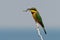 Little Bee-eater - Merops pusillus a near passerine green and yellow bird species in the bee-eater family, Meropidae. They are