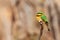The little bee-eater Merops pusillus sitting on the branch with brown background. Small green bee-eater on a dry twig with dry