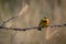 Little bee-eater opens beak on thorny branch