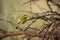 Little bee-eater in profile on thorn branch