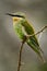 Little bee-eater in profile on thorny branch