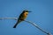 Little bee-eater on sunlit branch facing right