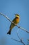 Little bee-eater on sunlit branch holding insect