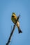 Little bee-eater on sunlit branch raising head