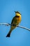 Little bee-eater on sunlit branch turning head
