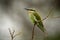 Little bee-eater on thorny branch in profile