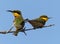 Little Bee-eaters