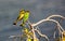 Little Bee-eaters on a branch