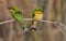 Little Bee-Eaters - Okavango Delta - Botswana