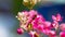 A little bee finds nectar on a pink wildflowers