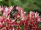 Little bee on hylotelephium telephium flower