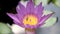 The little bee is seducing the purple lotus in the pot to find sweet water.
