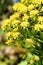 Little bee on Sedum flowers in the garden