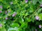 A little bee on a small evergreen shrub - Cuphea Hyssopifolia, the false heather, Mexican heather, Hawaiian heather, or elfin herb