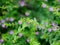 A little bee on a small evergreen shrub - Cuphea Hyssopifolia, the false heather, Mexican heather, Hawaiian heather, or elfin herb