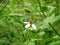 Little bee sucking nectar from a small flower