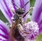 Little bee taking a pollen grain party on a pink flower