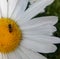 Little bee on a white Daisy